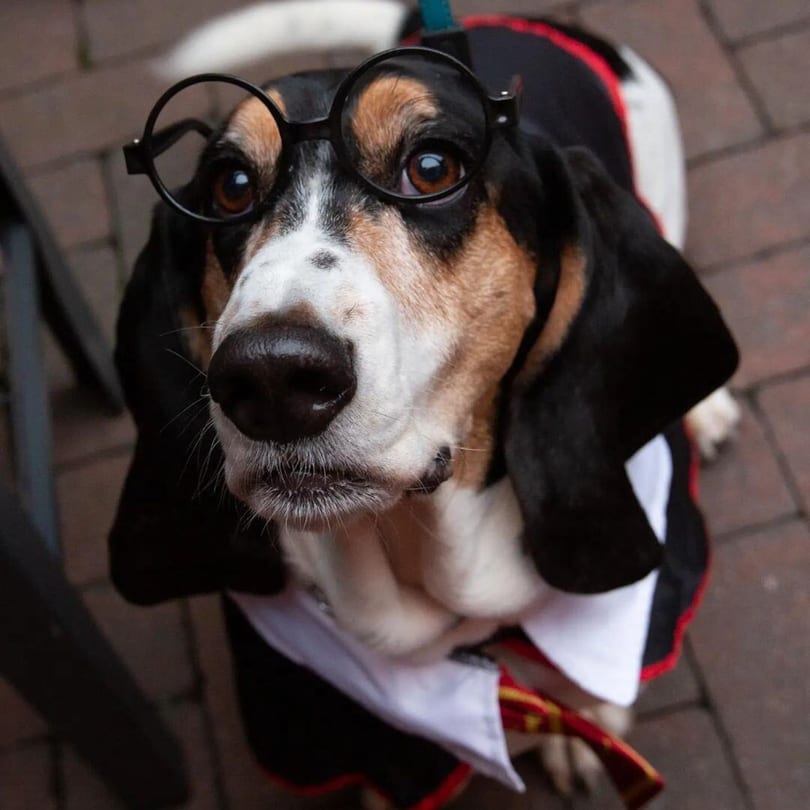 A basset hound dog dressed in a wizard costume with round glasses looks up at the camera.